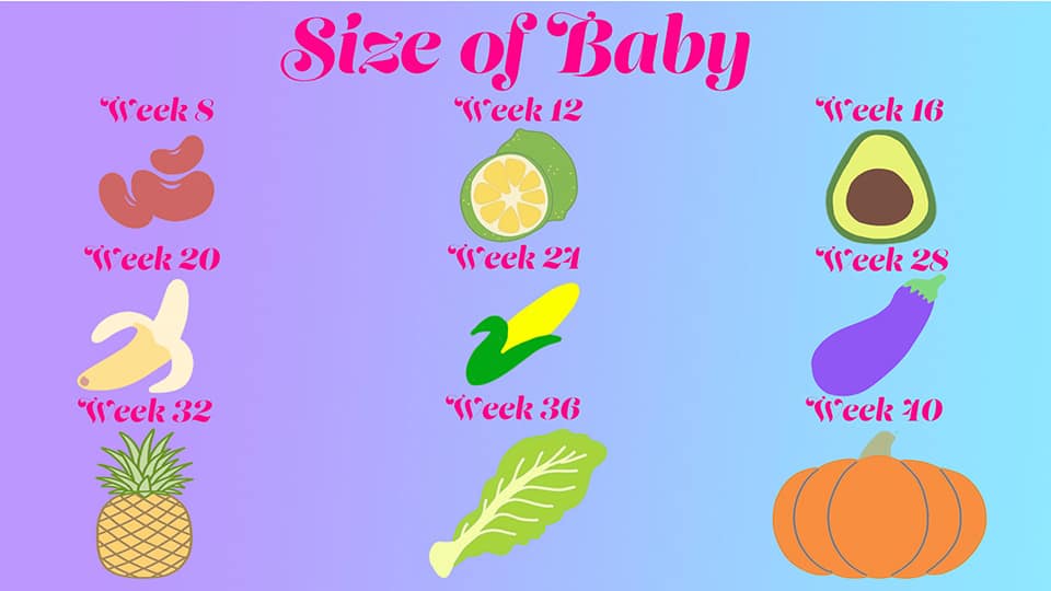 An image of different fruits and vegetables representing the size of baby throughout pregnancy.
week 8 beans, week 12 lemon, week 16 avocado, week 20 banana, week 24 corn on the cob, week 28 aubergine, week 32 pineapple, week 36 cabbage, week 40 pumpkin